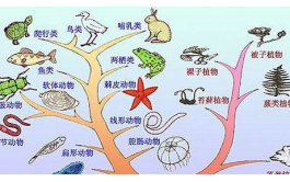 美国毕业论文代写戴顿大学：生物进化