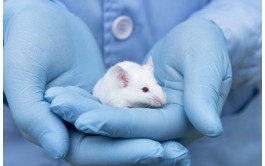 英国格林威治大学‎论文代写：Animal testing